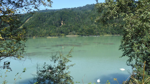 Drau