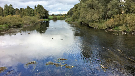 Auf der Brücke nach Pfohren-Blick Donau aufwärts