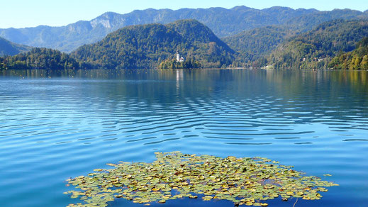 Bleder See
