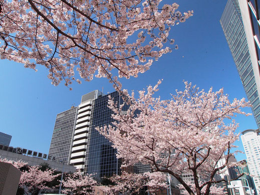 大阪駅前第４ビル南側の桜並木
