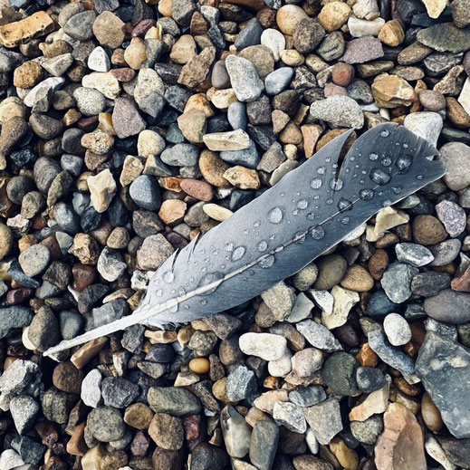 Eine Taubenfeder mit Wassertropfen auf Kieselsteinen. Foto mit freundlicher Genehmigung von @hennige@mastodon.online.