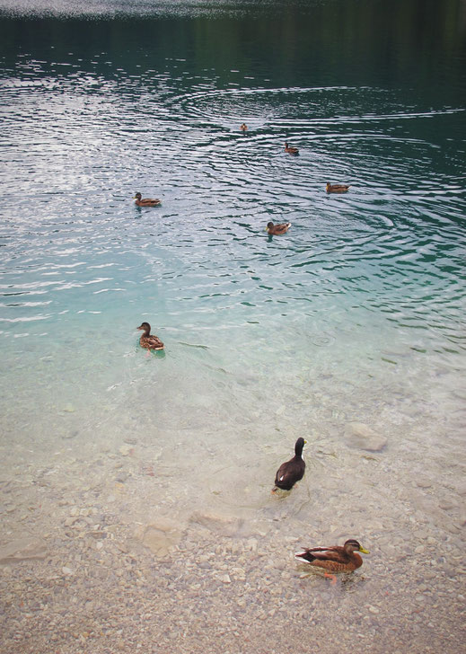 lac alpsee canard allemagne bavière 