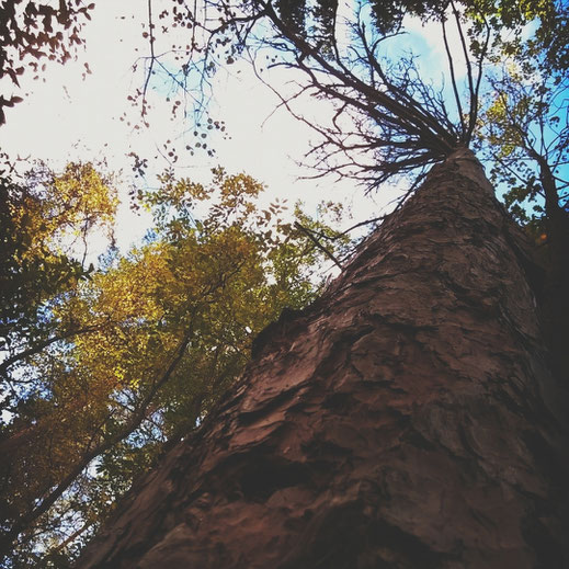 arbre foret suède écorce 