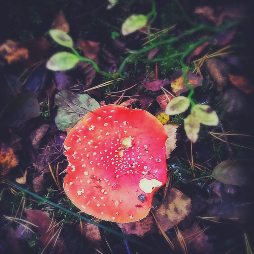 foret automne champignon rouge amanite bigousteppes suède