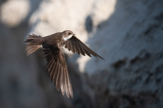 Uferschwalbe @Baumgartner Josef, LBV Bildarchiv