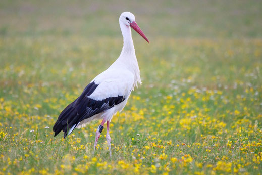 Weißstorch @FRANK Holger, LBV Bildarchiv
