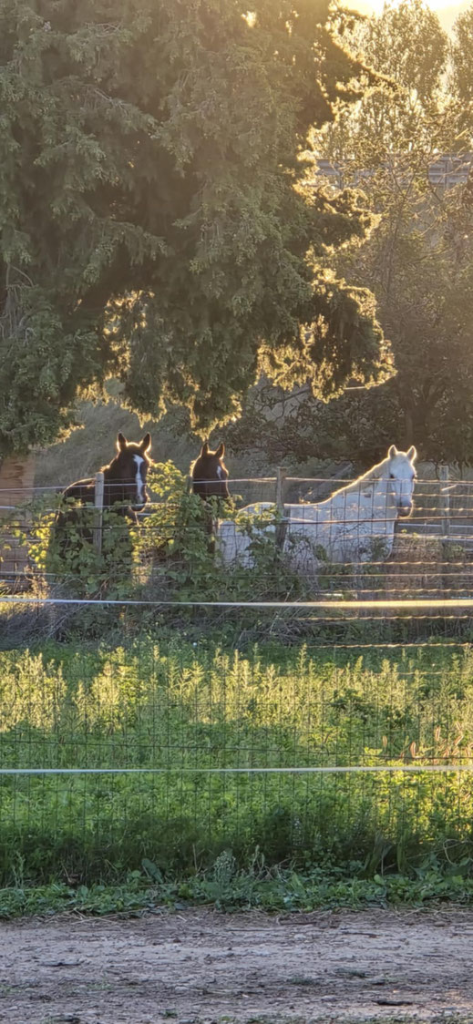 sur la photo : Eclipse, Momo et Flicka 