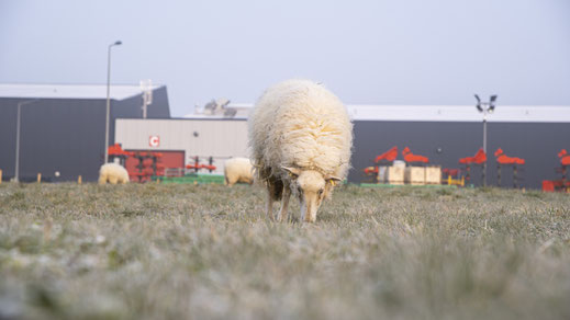 mouton en éco paturage entreprise