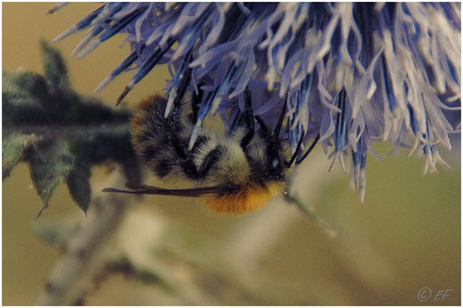 Eine Hummel auf einer Kugeldistel