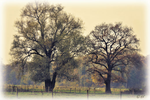 Die Weide & die Eiche im Herbstgewand