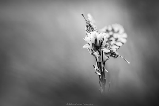 Macrophotographie noir et blanc de deux papillons aurores sur une fleur