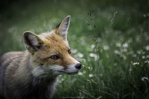 Portrait couleur d'un renard dans une prairie des pyrénées