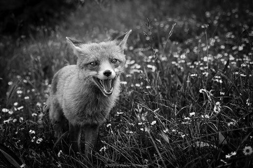 Photographie noir et blanc d'un renard dans une prairie qui regarde le photographe gueule ouverte