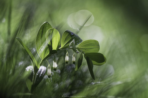 Macrophotographie d'un Sceau de Salomon en fleurs avec des gouttes au printemps