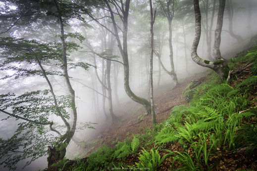 Image couleur d'une forêt de hêtres tordus dans le brouillard en Ariège, dans les Pyrénées