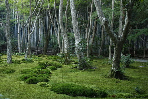 Moss Temple, Kyoto, Japan