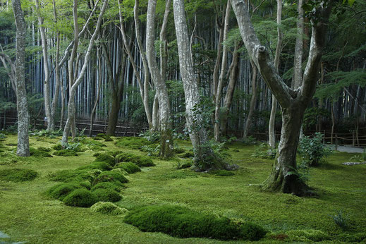 Gio-ji Tempel, Kyoto, Japan