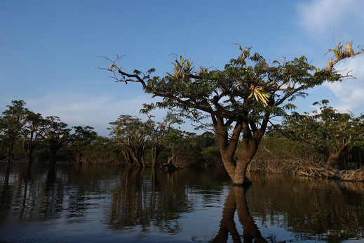 Amazon Rainforest, Ecuador, Cuyabeno, adventure