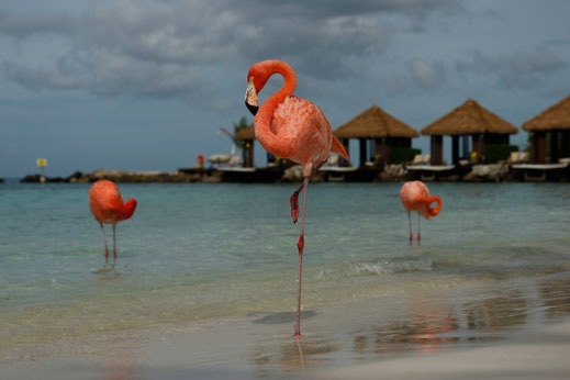 Flamingo Island Caribbean, Aruba