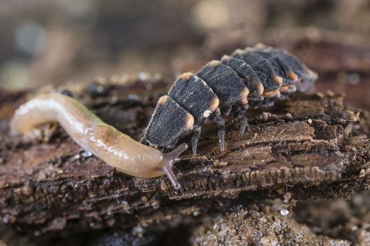 Glühwürmchenlarve mit Schnecke (Foto: Ralph Sturm LBV-Bildarchiv)