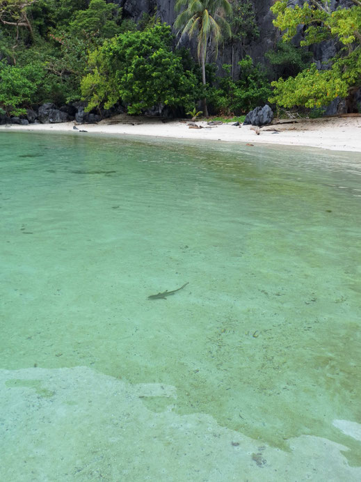 Bébé requin (plage de Tapiutan Island)