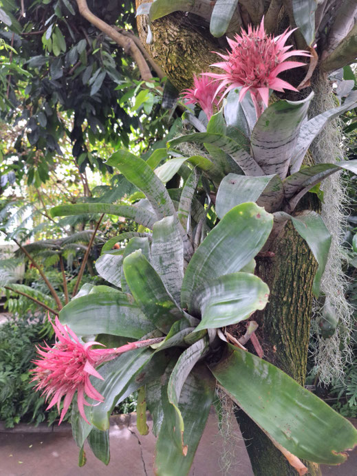 Aechmea fasciata (Broméliacées) originaire du Brésil