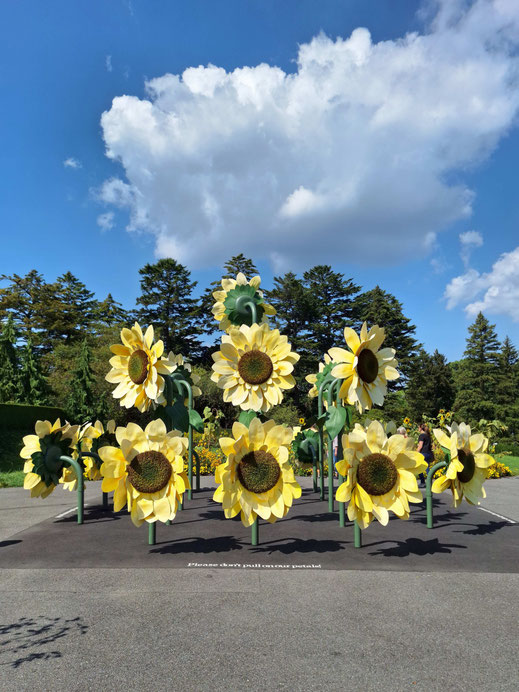 Les tournesols XXL de l'artiste français Cyril Lancelin, hommage aux peintures de Van Gogh