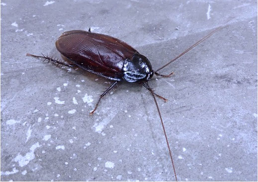 クロゴキブリの特徴と生態、クロゴキブリ駆除