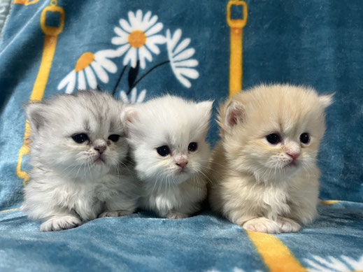 ミヌエット　仔猫　販売　京都　長毛　短足