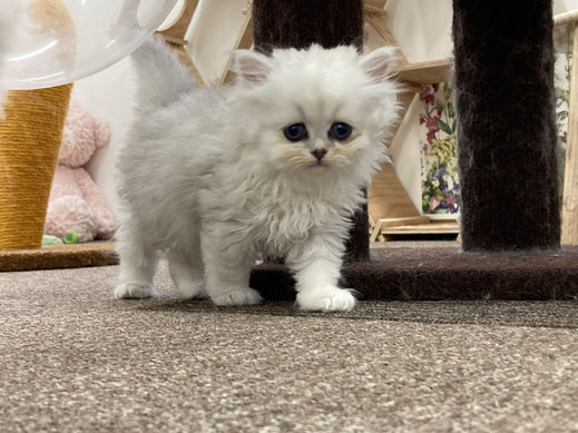 ミヌエット　仔猫　販売　京都　長毛