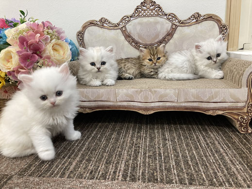 ミヌエット　仔猫　京都　長毛　短足