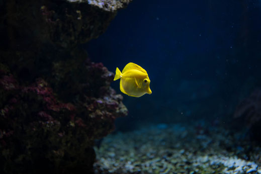 Zierfisch Gelber Segeldoktor aus dem Pazifischen Ozean