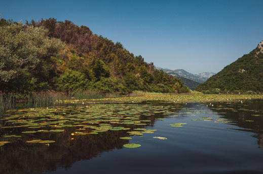 Wilde Natur am Skadarsee in Montenegro