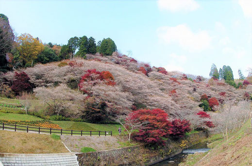 豊田市小原_紅葉と四季桜01