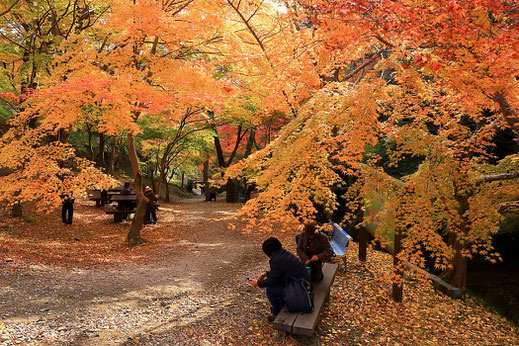 三重県紅葉_水沢もみじ谷2