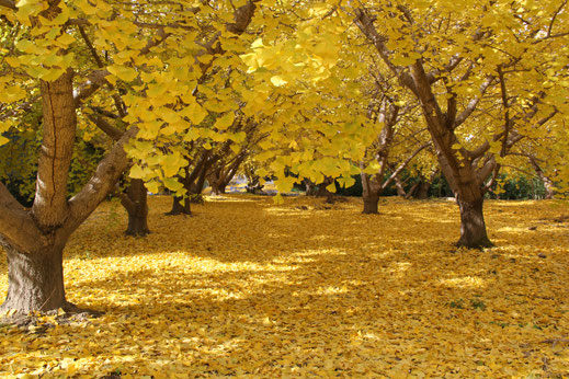 稲沢市祖父江町_紅葉スポット（イチョウ）01