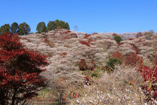 豊田市小原_紅葉と四季桜02