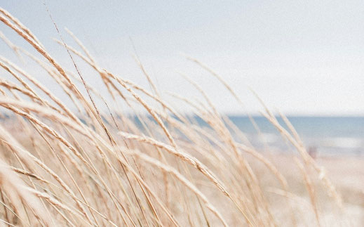 Das Bild zeigt Dünengras an der Ostsee.