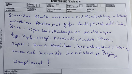 Welpen tschechoslowakischer Wolfshund Wolfhund Züchter Hundewelpen VDH Papiere Brandenburg