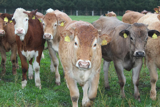 Fleisch von uns bekannten Bauern aus unserer Nähe keine langen Wege keine Leiharbeiter eigene Mitarbeiter eigene Zerleger