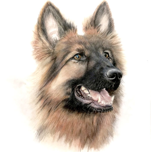 honden portret   pet portrait  tekening van je huisdier Erna Sinnige  Potlood en Pen