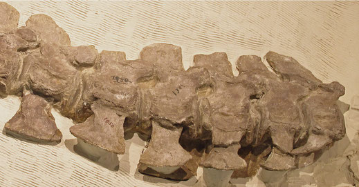 Styxosaurus snowii cervical vertebrae