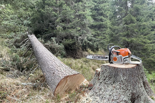 Gefällter Baumstamm im Wald mit Motorsäge als Ausgangspunkt für hochwertige Massivholzprodukte.