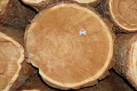 Stammquerschnitt von Lärchen-Rundholz als Ausgangsmaterial für handgefertigte Brunnentröge.