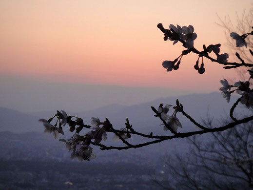 Kirschblüte und Abendstimmung in Kyoto