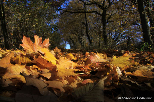 Herbstlaub im Westerwald