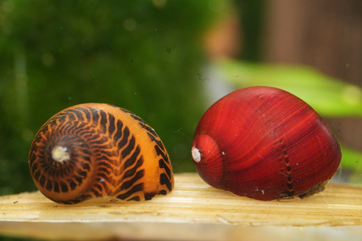 Rote Rennschnecken im Aquarium, eine Schnecken in Knallrot die zweite Schnecken in Gelb mit einem schwarzem Trackmuster