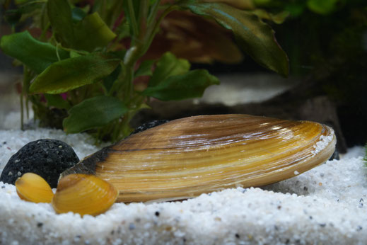 Goldene Körbchenmuscheln und tropische Süßwassermuschel auf hellem Kies im Aquarium