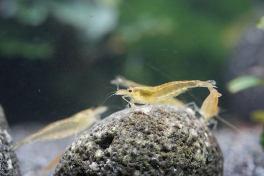 seltene gelbe Amanogarnele im Becken