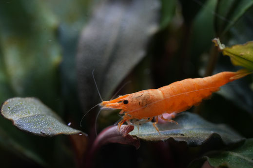 Eine Neocaridina Jinsha Zwergarnele im Aquarium auf einer Bucephalandra sitzend